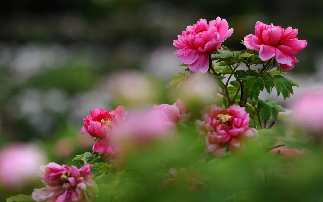 1587954674295032.jpg 640.webp (5).jpg